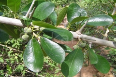 Plecospermum spinosum